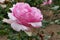 Pink rose flower cultivar History established by german rose breeding company Tantau