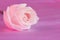 Pink Rose Flower Desktop Wallpaper - Stock Images