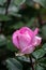 Pink Rose flower with dewdrops .