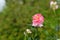 Pink rose flower with dreamy green background