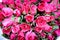 Pink rose flower fresh petal blooming with water drops top view for  background