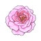 Pink rose flower fully open. Realistic hand drawn vector illustration in sketch style isolated on white background.