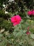 Pink rose flower in garden for near home