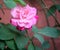 Pink rose flower green leaf romantic nature blossom garden.