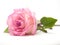 Pink rose flower with green leaves and dew point droplet on white background isolated background