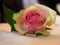 Pink rose flower with greenish outer petals, lying on the table