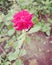 Pink rose flower.  Indian rose in garden