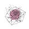 Pink rose flower isolated vector