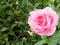 Pink rose flower in its full open splendor