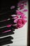 Pink rose flower on piano keys