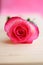 Pink Rose Flower Picture - Stock Photos