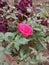 Pink rose flower & plant