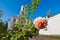 Pink rose flower symbolizing religious faith in churchyard before Catholic church Sanctuary of Jesus of Nazareth, Brailiv, Ukraine