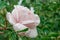 Pink rose flower with water drops in garden