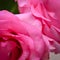 Pink rose flower with wrinkle wilt petal, image used for skin care