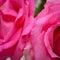 Pink rose flower with wrinkle wilt petal, image used for skin care of beauty