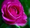Pink Rose Flowerhead in macro