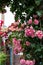 Pink rose flowers blooming with red roof background