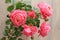 Pink Rose Flowers Blossom Beautiful. Roses blossom in various colors like pink. Rose Gardening for rose plants and secrets.