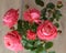 Pink Rose Flowers Blossom Beautiful. Roses blossom in various colors like pink. Rose Gardening for rose plants and secrets.