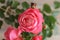 Pink Rose Flowers Blossom Beautiful. Roses blossom in various colors like pink. Rose Gardening for rose plants and secrets.