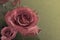 Pink rose flowers on a brown background