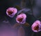 Pink rose flowers color graded art with dark moody background amid nature