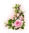 Pink rose flowers and green Helleborus viridis in corner romantic arrangement on white