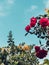 Pink rose flowers, green plants and the Sky. Picturesque nature