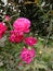 Pink rose flowers near the tree