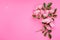 Pink rose flowers on pink background. Framework, flower composition. Flat lay. Top view. Copy space