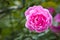 Pink rose and flying bumblebee close-up.