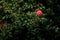 Pink rose in focus in the corner. Rose bush leaves out of focus behind it. Beautiful pink rosebush