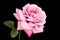 Pink rose in full bloom isolated on black background.  Rose almost faded and wilted as nature concept of dying