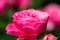 Pink rose in the garden garding, valentin, card