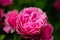 Pink rose in the garden garding, valentin, card