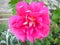 Pink rose in the garden. Opened petals. Color with a cold nuance. Close-up from above