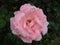 A pink rose in the garden . Opened petals with water drops. Pestles and stamens are noticeable. Color with a warm nuance.