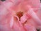 Pink rose in the garden . Opened petals with water drops. Pestles and stamens are noticeable - the reproductive organs of the