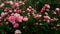 Pink rose garden, rosarium