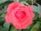 Pink rose in the garden. Well opened petals. Color with a warm nuance. Close-up from above