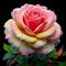 Pink rose generative AI Image