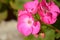 Pink Rose Geranium Pelargonium