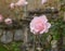 Pink rose in graveyard in Bibury