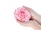 Pink rose with hands on white background