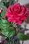 Pink rose. High quality artificial flower. Artificial red rose