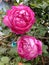 Pink rose high resolution HD image