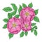 Pink rose hip flower illustration