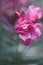 Pink Rose, Hybrid Tea Rose, Abstract Background