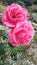 Pink Rose image, Rose is the king of flowers. Â· Its petals are very beautiful. Â· The aroma of the rose pleases the mind.